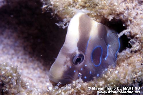 Bavosa pavone (Salaria pavo)