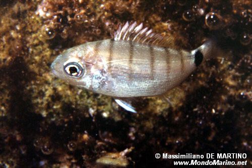 Sarago maggiore (Diplodus sargus sargus)