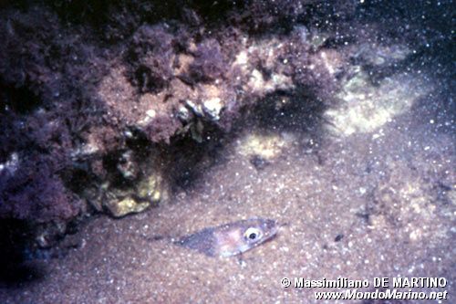 Grongo delle baleari (Ariosoma balearicum)