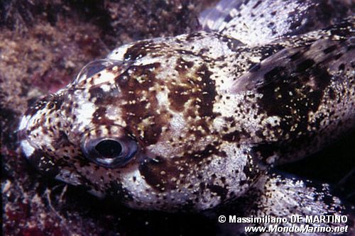 Bavosa capone (Paralipophrys trigloides)