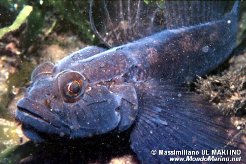 Ghiozzo nero (Gobius niger)