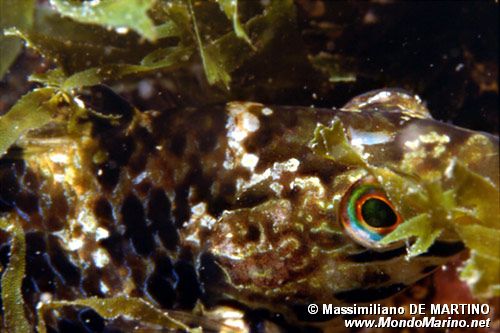 Tordo verde (Symphodus roissali)