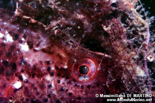 Tordo musolungo (Symphodus rostratus)