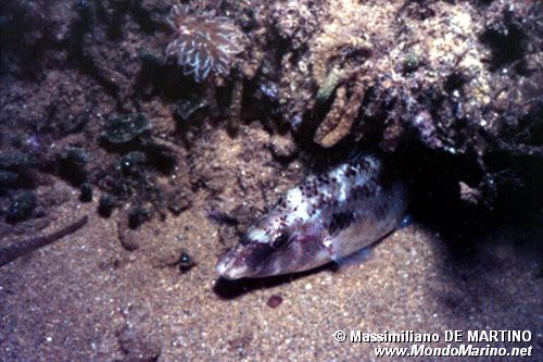 Tordo pavone (Symphodus tinca)