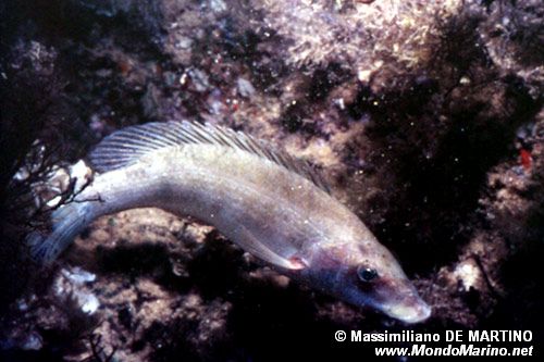 Tordo pavone (Symphodus tinca)