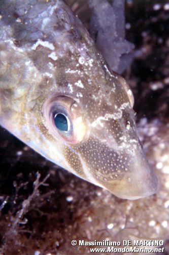 Tordo grigio (Symphodus cinereus)