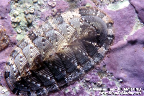 Chitone (Chiton olivaceus)