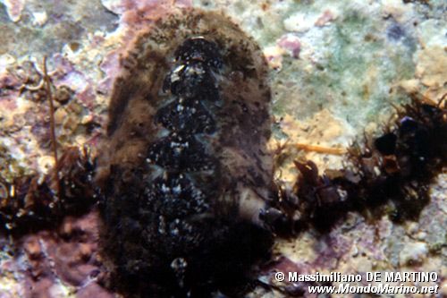 Chitone (Acanthochitona fascicularis)
