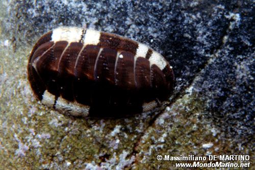 Chitone (Chiton olivaceus)