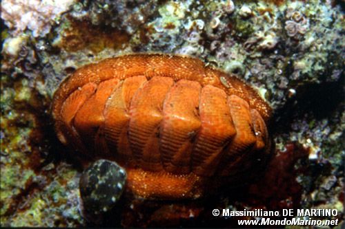 Chitone (Chiton corallinus)