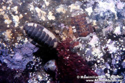 Chitone (Chiton olivaceus)