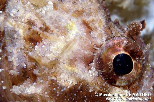 Scorfano nero (Scorpaena porcus)