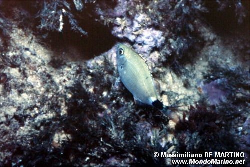 Occhiata (Oblada melanura)