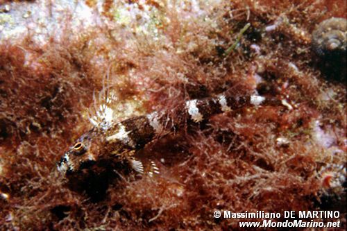 Ghiozzo (Gobius sp.)