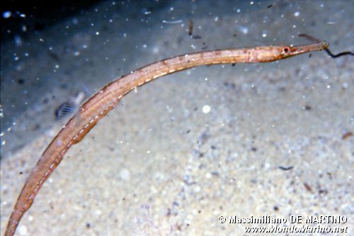 Pesce ago (Syngnathus acus)