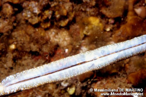 Pesce ago (Syngnathus acus)