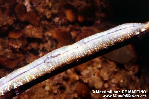 Pesce ago (Syngnathus acus)