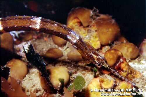 Pesce ago (Syngnathus acus)