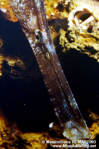 Pesce ago cavallino (Syngnathus typhle)