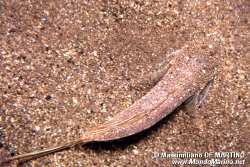 Dragoncello turchese (Callionymus pusillus)