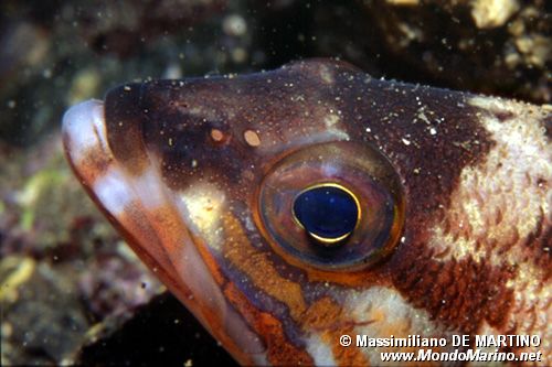 Perchia (Serranus cabrilla)