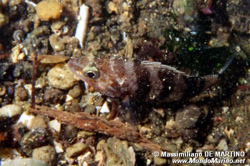 Sacchetto (Serranus hepatus)