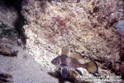 Corvina (Sciaena umbra)