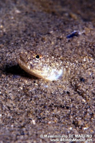 Giozzetto (Pomatoschistus sp.)