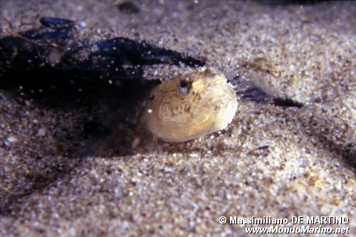 Ghiozzetto marmorato (Pomatoschistus marmoratus)