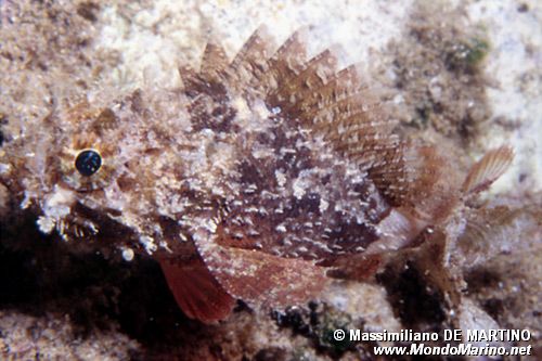 Scorfano nero (Scorpaena porcus)
