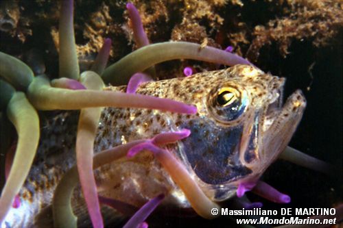 Tracina vipera (Echiichthys vipera)
