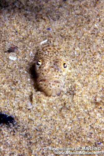 Tracina vipera (Echiichthys vipera)