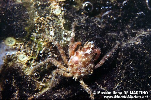 Granchio erbsia (Herbstia condyliata)