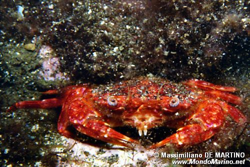 Grancella pieghettata (Liocarcinus corrugatus)