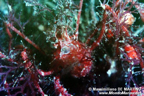 Granchio (Latreillia elegans)