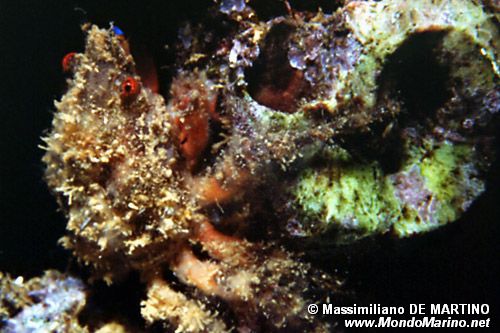 Granchio erbsia (Herbstia condyliata)