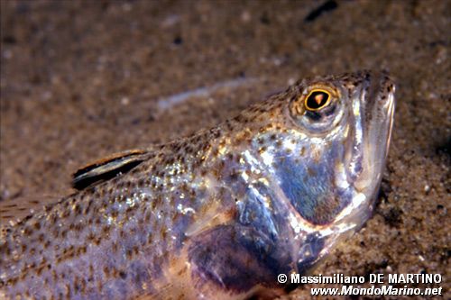 Tracina vipera (Trachinus vipera)