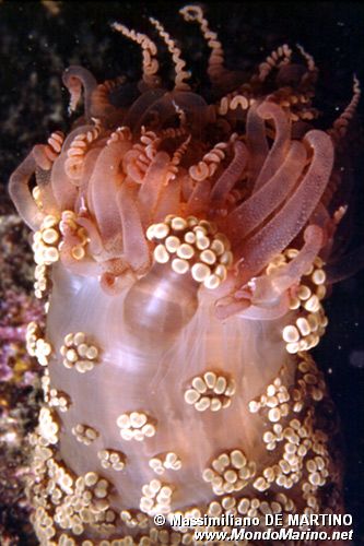 Attinia alice (Alicia mirabilis)