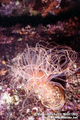 Attinia alice (Alicia mirabilis)