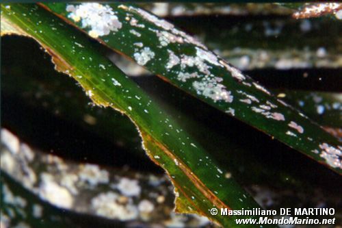 Posidonia (Posidonia oceanica)