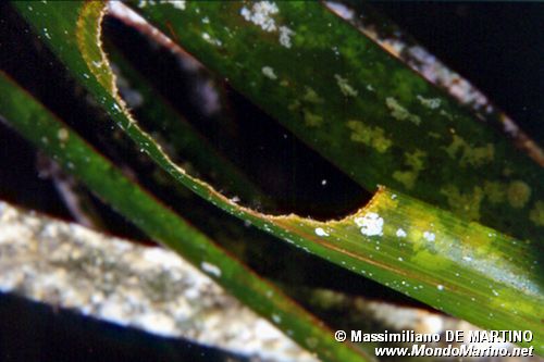Posidonia (Posidonia oceanica)
