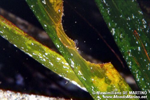 Posidonia (Posidonia oceanica)