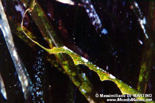 Posidonia (Posidonia oceanica)