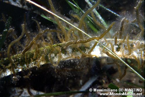 Posidonia (Posidonia oceanica)