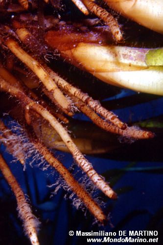 Posidonia (Posidonia oceanica)