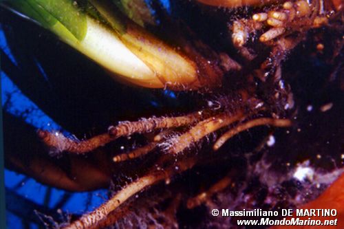 Posidonia (Posidonia oceanica)