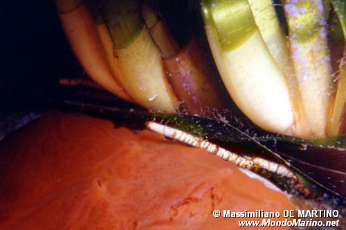 Posidonia (Posidonia oceanica)