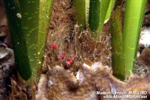 Posidonia (Posidonia oceanica)