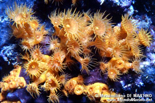 Parazoanthus (Parazoanthus axinellae)