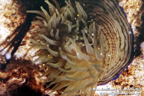 Anemone tigrato (Actinia cari)